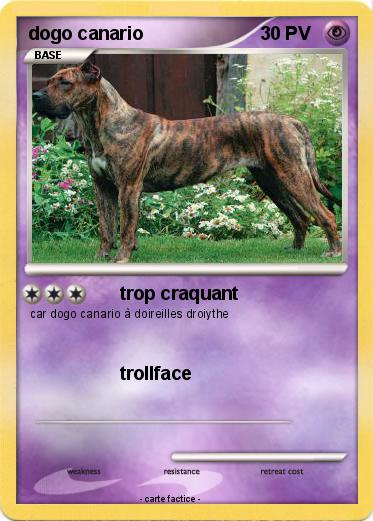Pokemon dogo canario