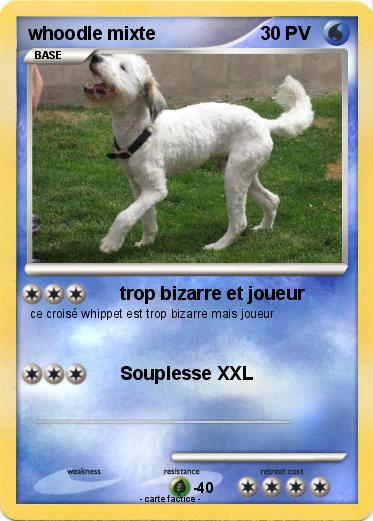 Pokemon whoodle mixte