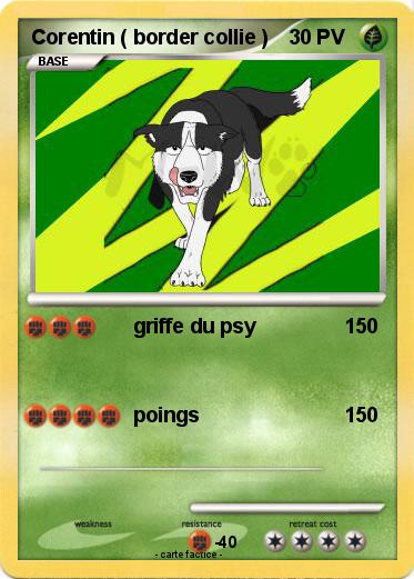 Pokemon Corentin ( border collie )