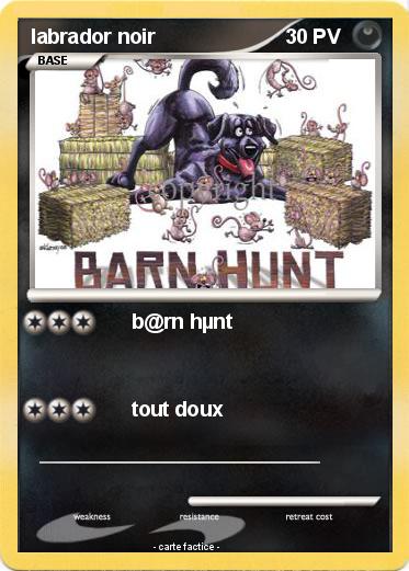 Pokemon labrador noir