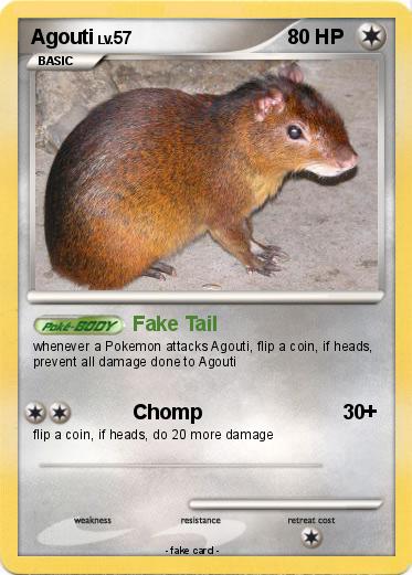 Pokemon Agouti
