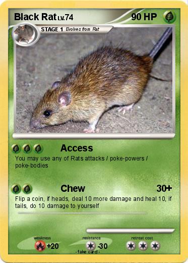 Pokemon Black Rat