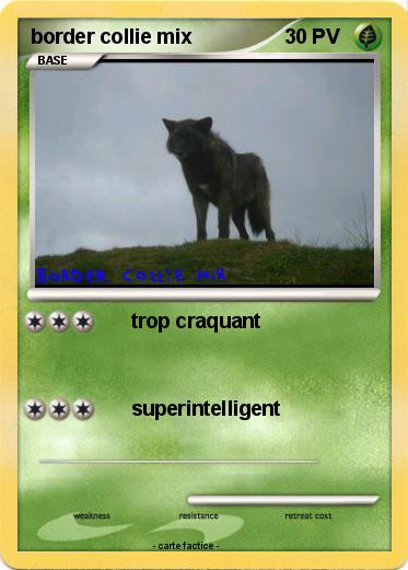 Pokemon border collie mix