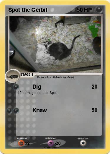 Pokemon Spot the Gerbil