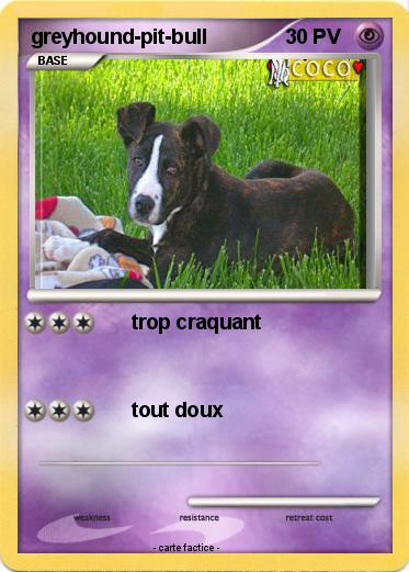 Pokemon greyhound-pit-bull