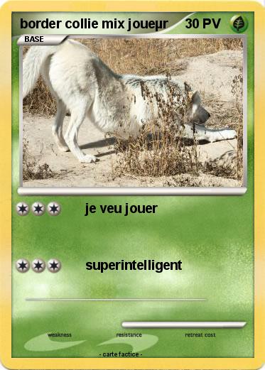 Pokemon border collie mix joueµr