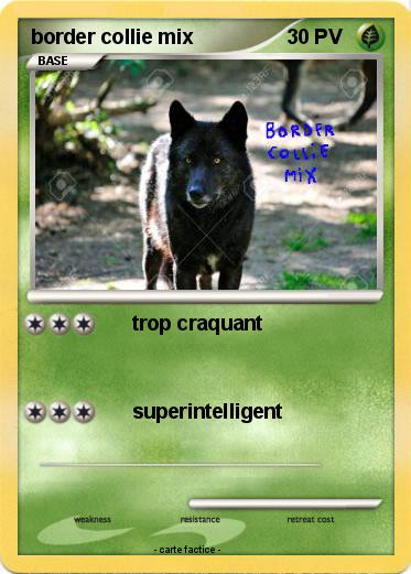 Pokemon border collie mix