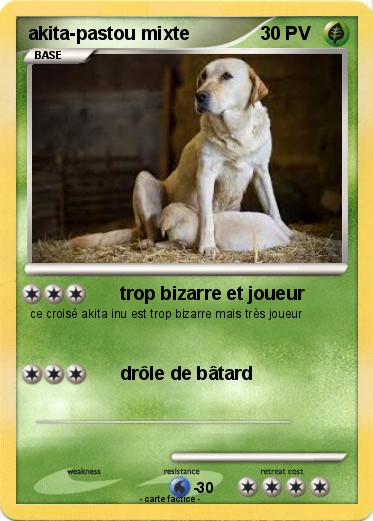 Pokemon akita-pastou mixte
