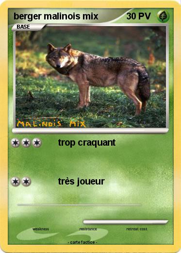 Pokemon berger malinois mix