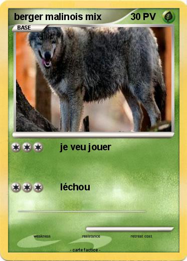 Pokemon berger malinois mix