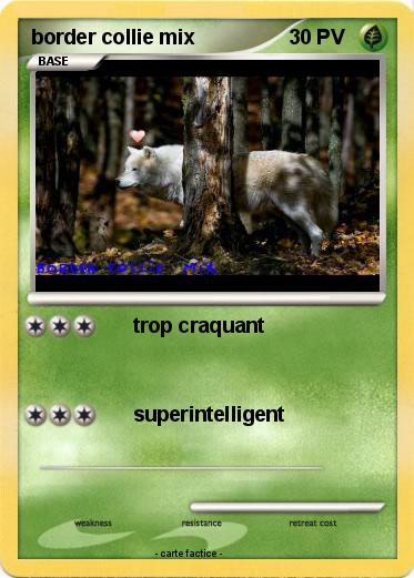 Pokemon border collie mix