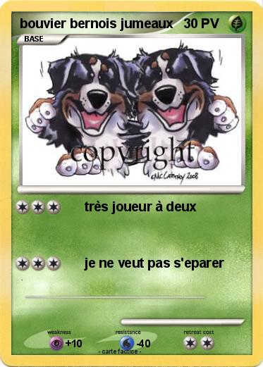 Pokemon bouvier bernois jumeaux