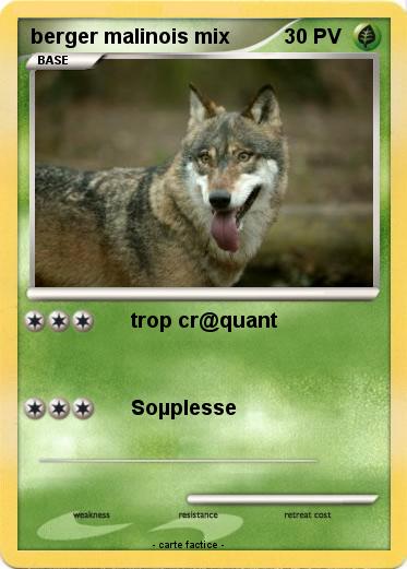 Pokemon berger malinois mix