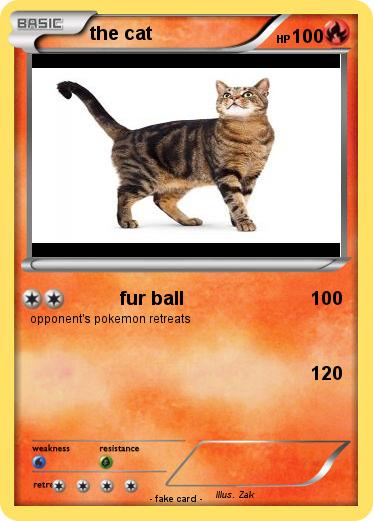 Pokemon the cat