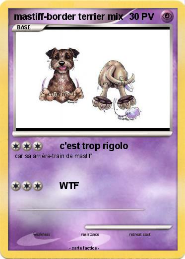 Pokemon mastiff-border terrier mix
