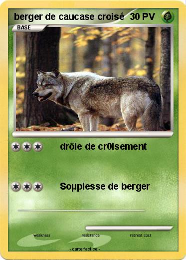 Pokemon berger de caucase croisé