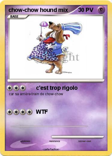 Pokemon chow-chow hound mix