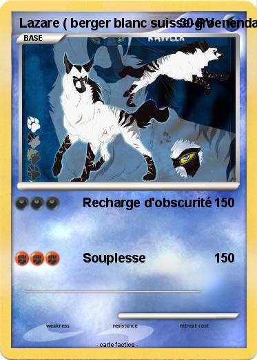 Pokemon Lazare ( berger blanc suisse-groenendael mixte )
