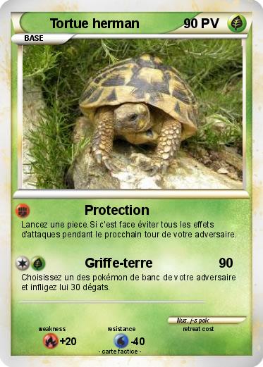 Pokemon Tortue herman