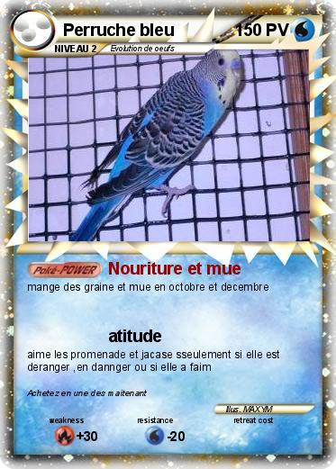 Pokemon Perruche bleu