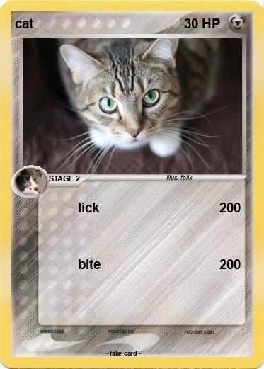 Pokemon cat