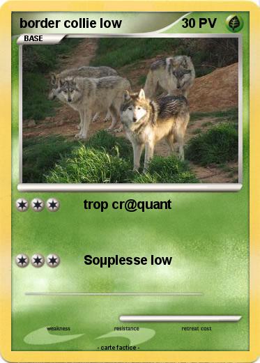 Pokemon border collie low
