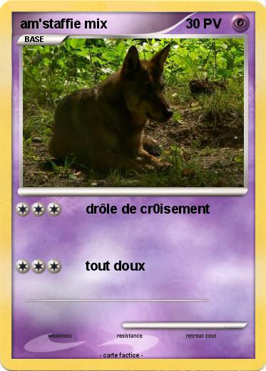 Pokemon am'staffie mix