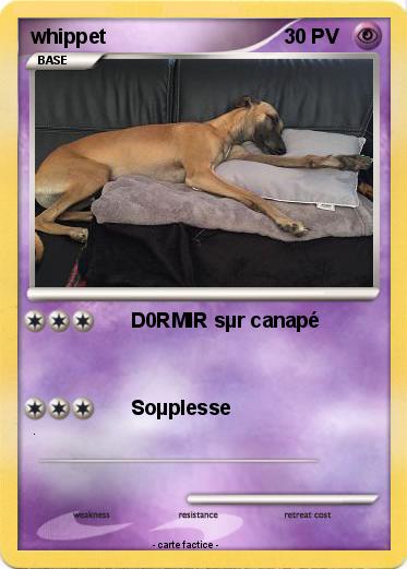 Pokemon whippet