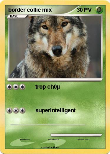 Pokemon border collie mix