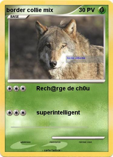 Pokemon border collie mix