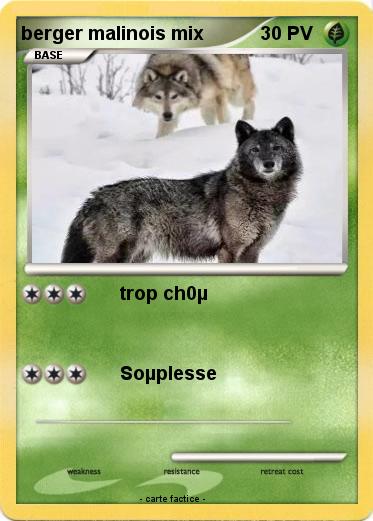 Pokemon berger malinois mix