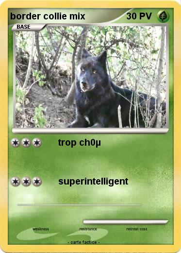 Pokemon border collie mix