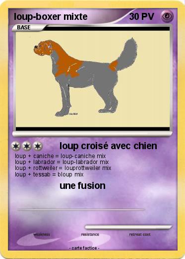 Pokemon loup-boxer mixte