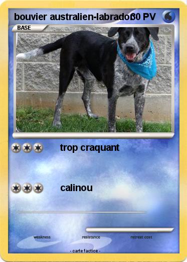 Pokemon bouvier australien-labrador