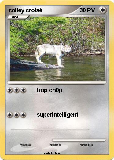 Pokemon colley croisé