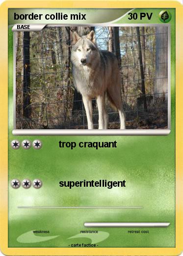 Pokemon border collie mix