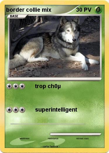 Pokemon border collie mix