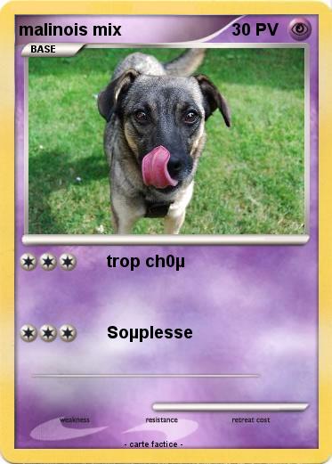 Pokemon malinois mix