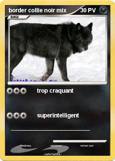 Pokemon border collie noir mix