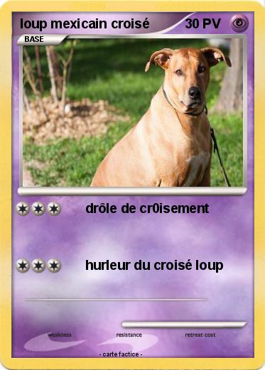 Pokemon loup mexicain croisé