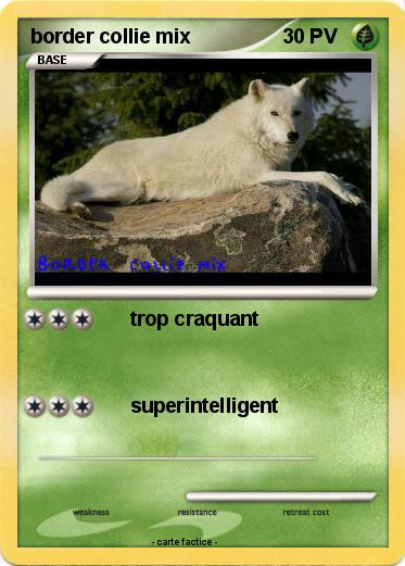 Pokemon border collie mix