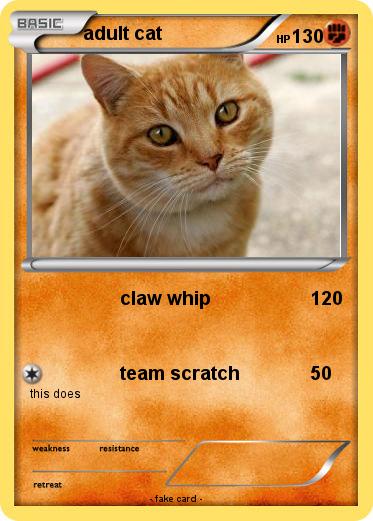 Pokemon adult cat