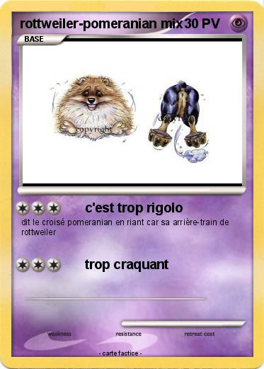 Pokemon rottweiler-pomeranian mix