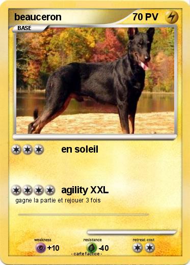 Pokemon beauceron