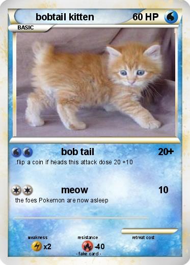 Pokemon bobtail kitten