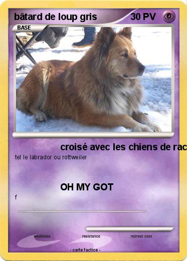 Pokemon bâtard de loup gris