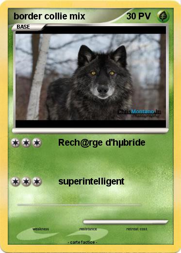 Pokemon border collie mix