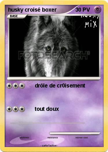 Pokemon husky croisé boxer