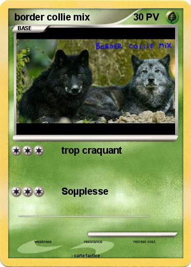 Pokemon border collie mix