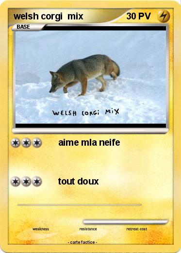Pokemon welsh corgi  mix